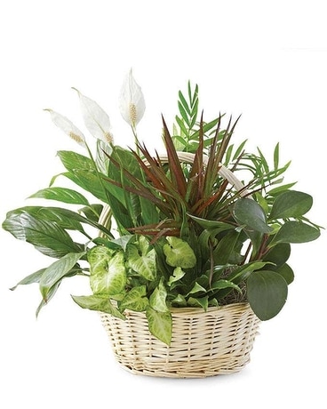 Dish Garden In Wicker Basket Plant